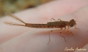 Coenagrionidae_naiade