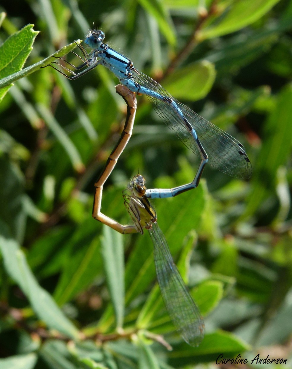 Demoiselles_Tandem