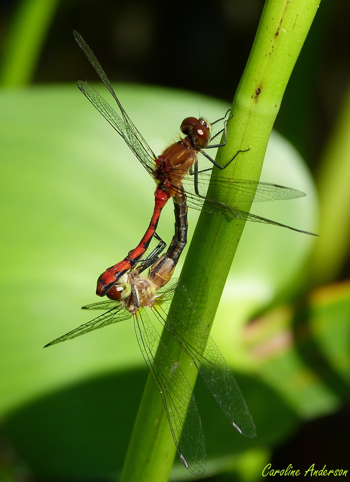 Sympetrum_Tandem