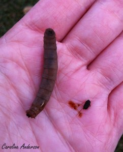 Tipule_caca