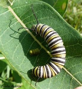 Monarque_chenille1