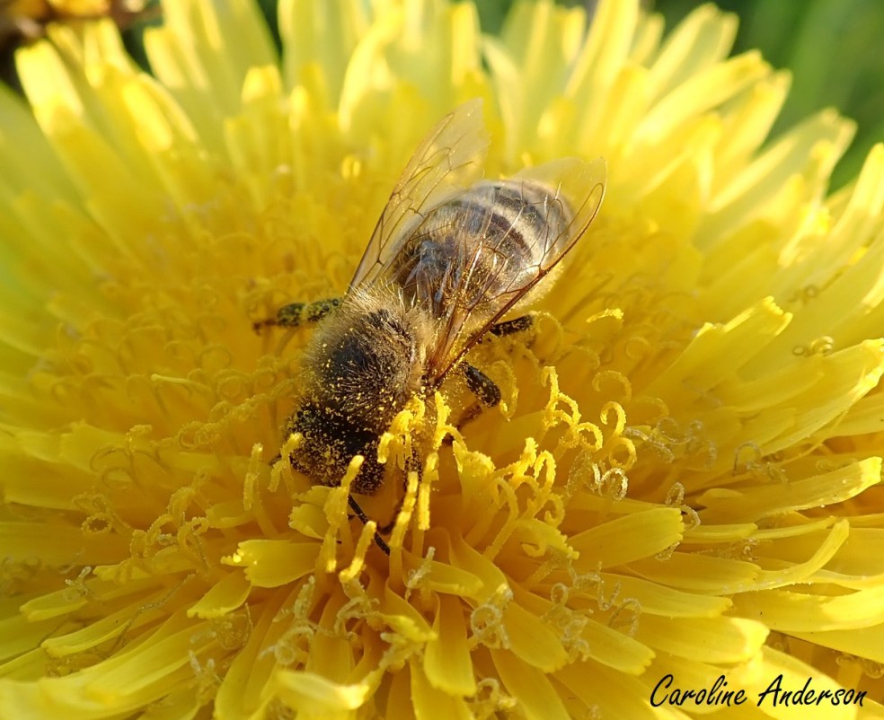 Abeille_Pissenlit