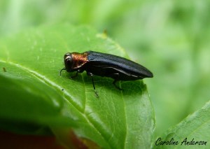 Bupreste_Aruficollis