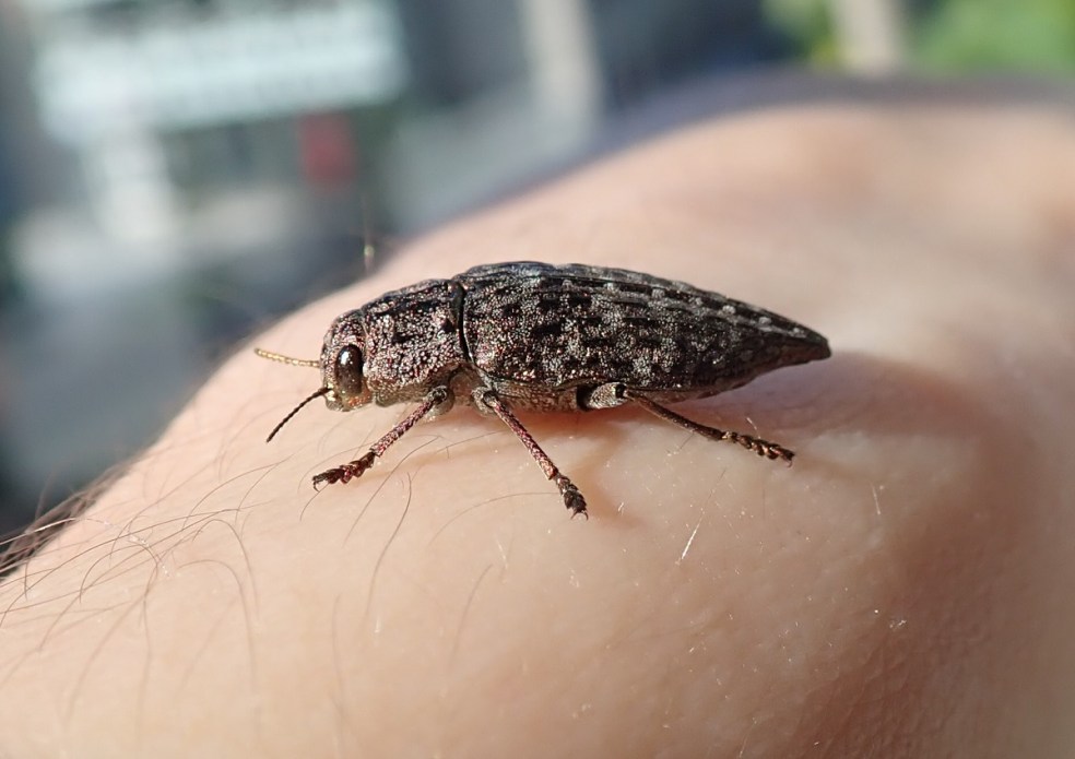Buprestidae_Dicerca1