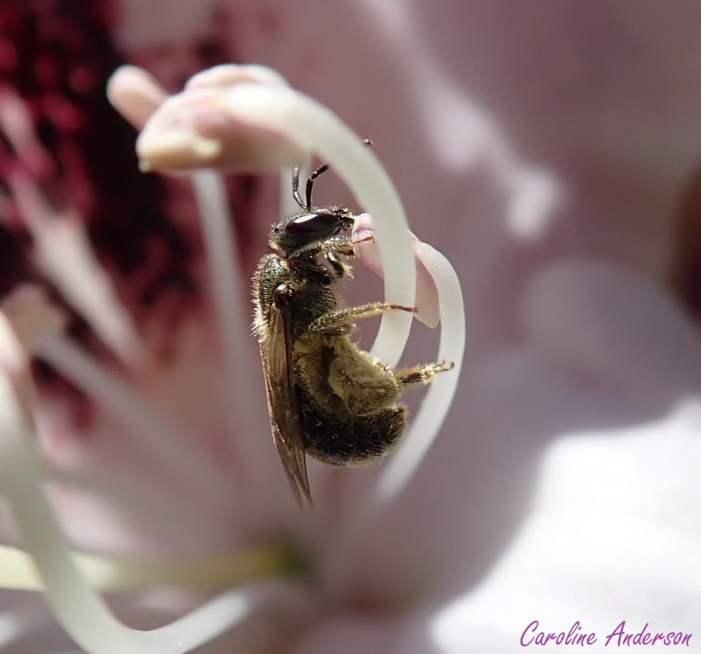 Hymenoptère_juin2018