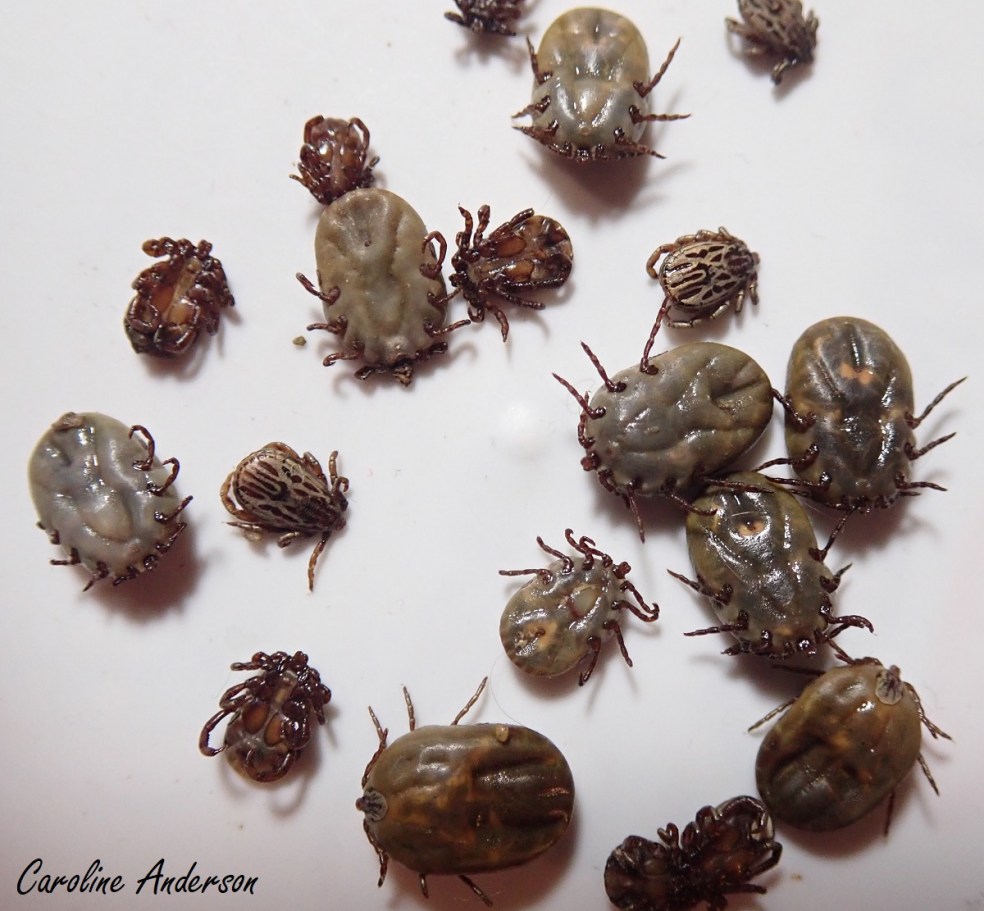 Dermacentor_albipictus_amas