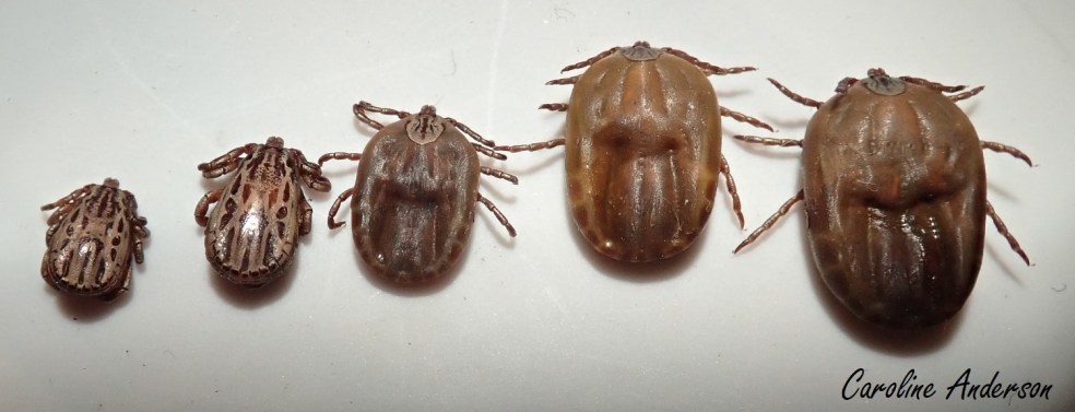Dermacentor_albipictus_rang