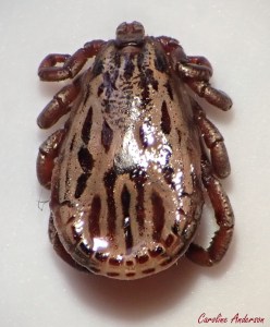 Tique_Dalbipictus_male