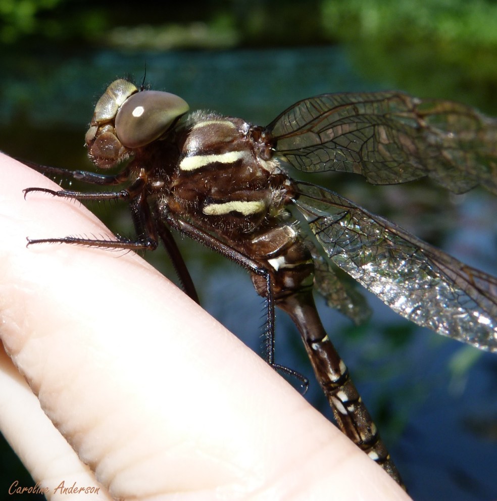 Aeshna_umbrosa_1