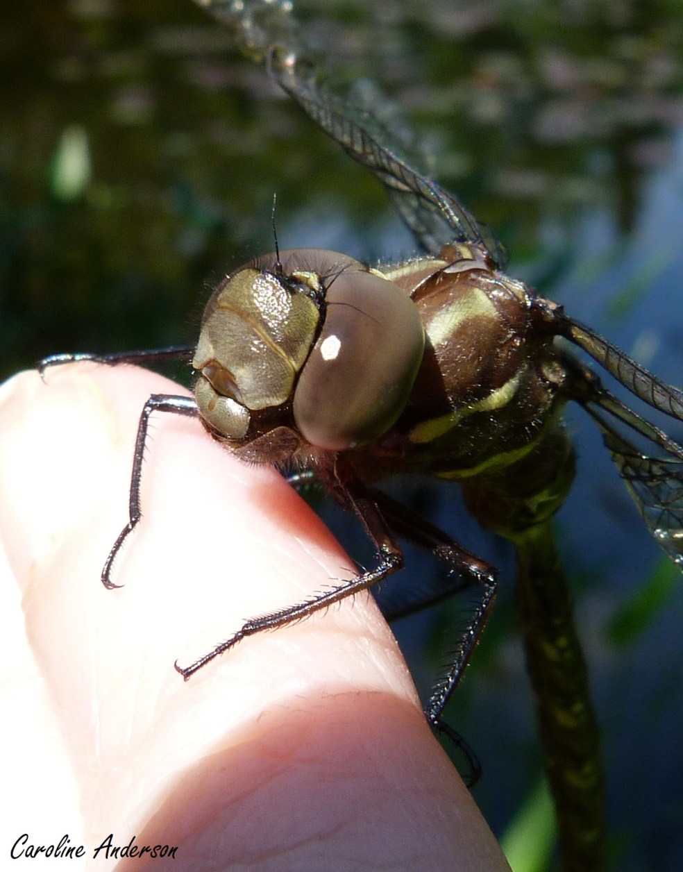 Aeshna_umbrosa_3