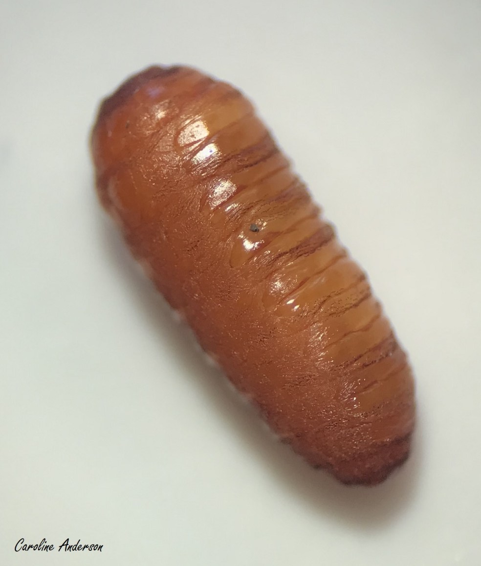 Lymantia dispar_PupeParasite