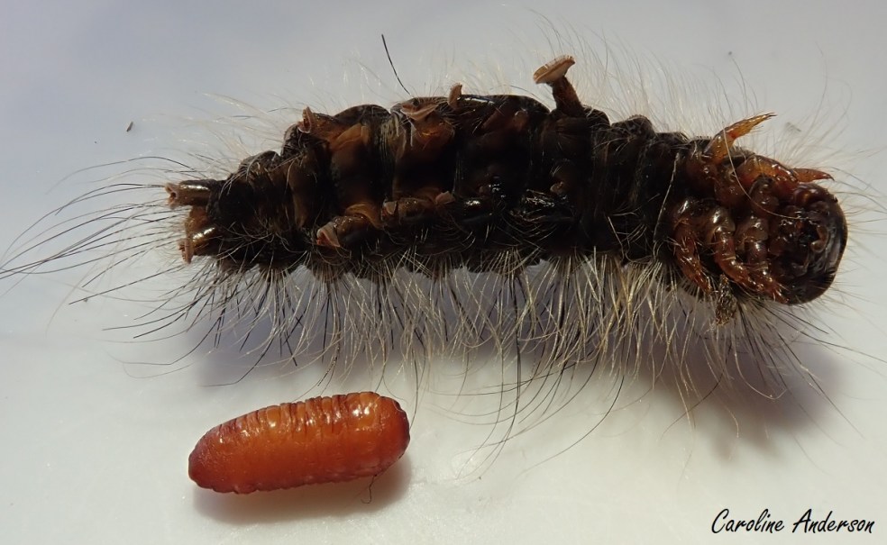 Lymantria dispar parasité 2019