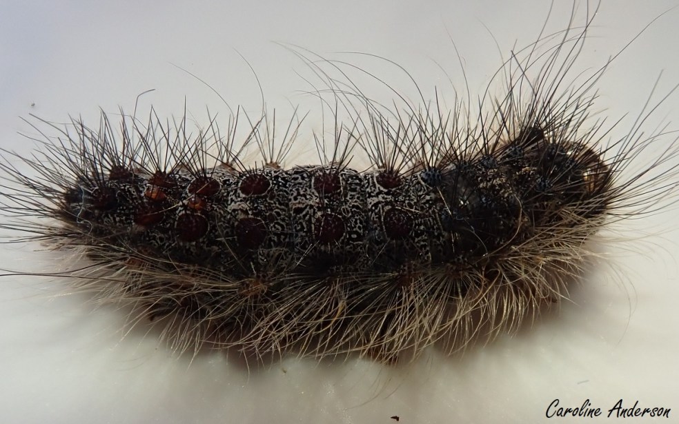 Lymantria dispar parasité 2019_2