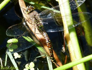 Aeshnidae_Ainterrupta_Ponte1