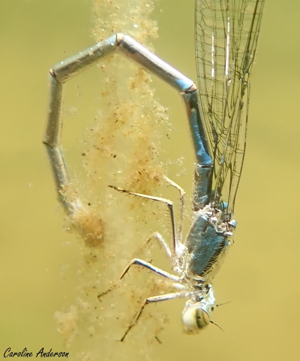 Coenagrionidae_ponte2