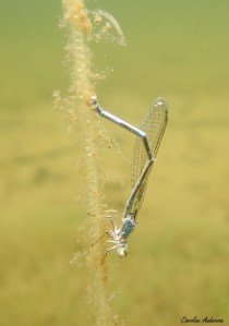 Coenagrionidae_ponte3