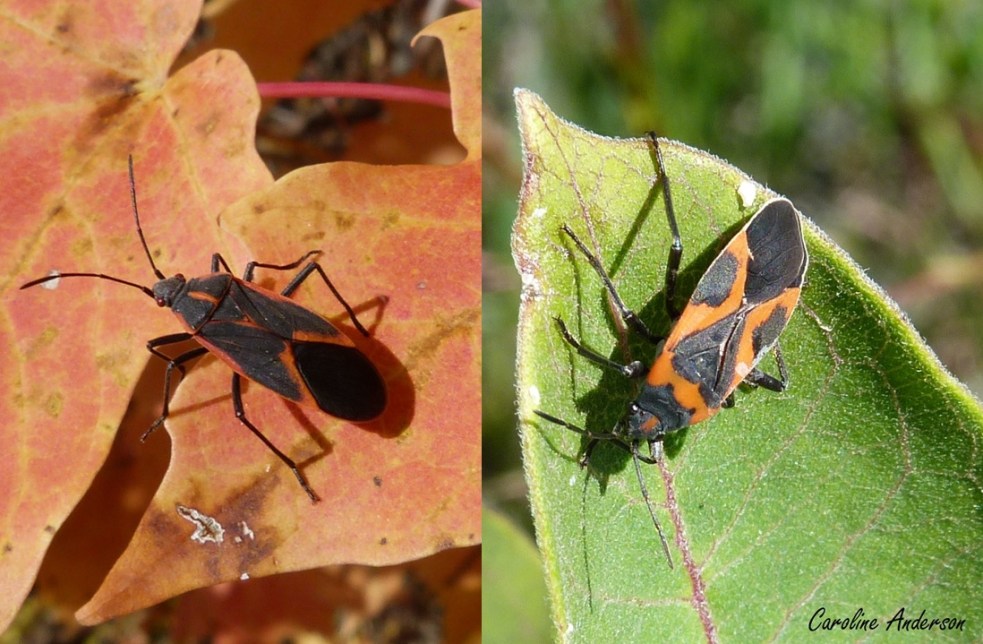 Punaises_Comparaison