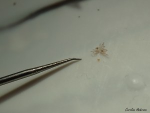 Araignee_Tique_Raisins2