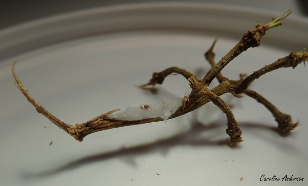 Araignee_Tique_Raisins3