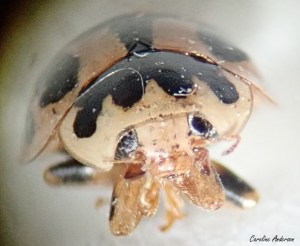 Propylea_quatuordecimpunctata4