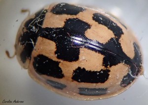 Propylea_quatuordecimpunctata5