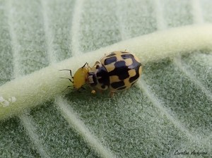 Proylea_quatuordecimpunctata2