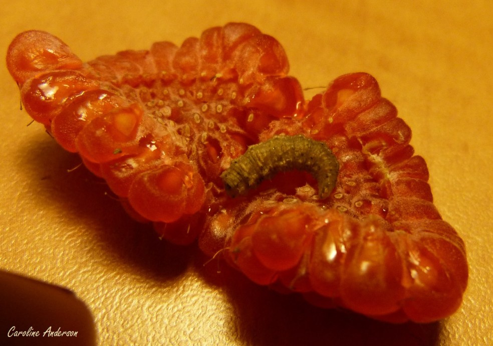 Diptera_Framboise_2