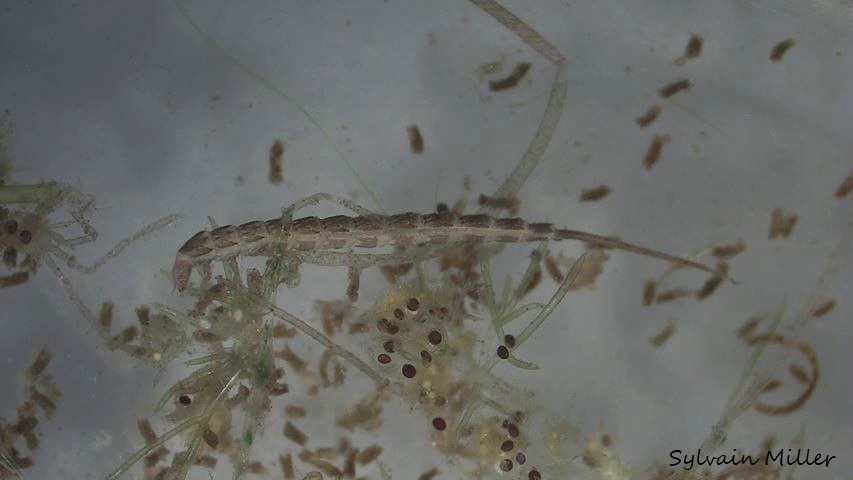 Haliplidae_Larve