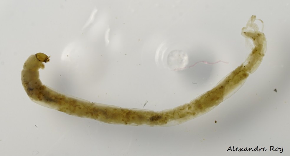 Chironomidae_Larve_AR