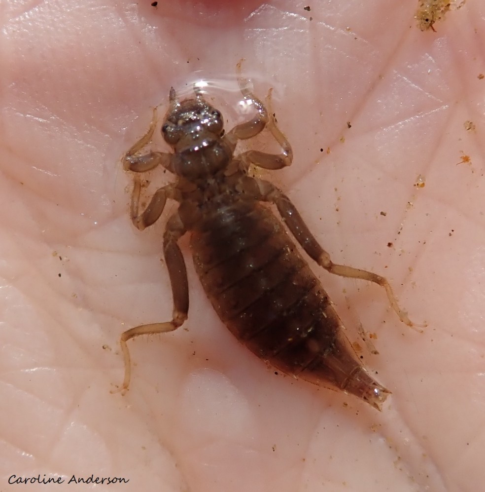 Gomphidae_LacDesPlages