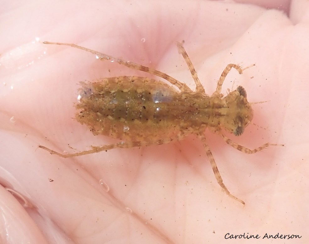 Naïade_Anisoptera_LacDesPlages