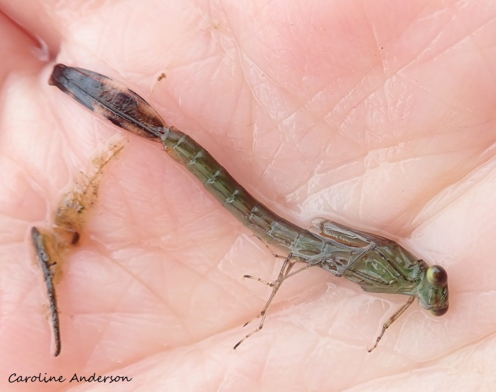 Naïade_demoiselle_LacGeai