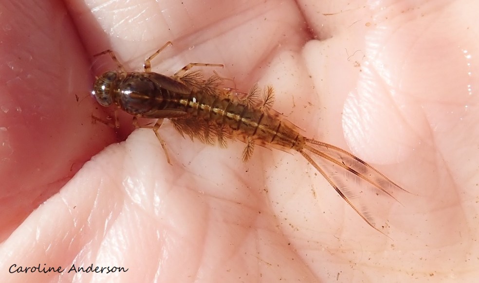 Naïade_Ephemere_LacBonny