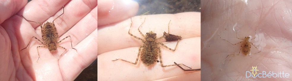 Macromiidae_naiades_tailles